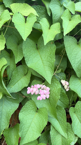 Coral Vine