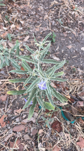 silverleaf nightshade