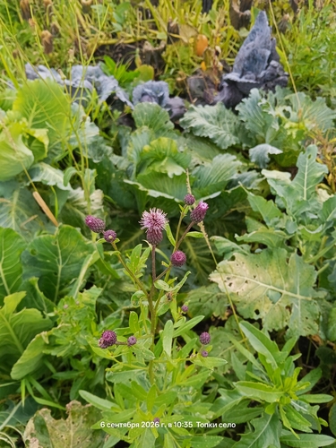 creeping thistle