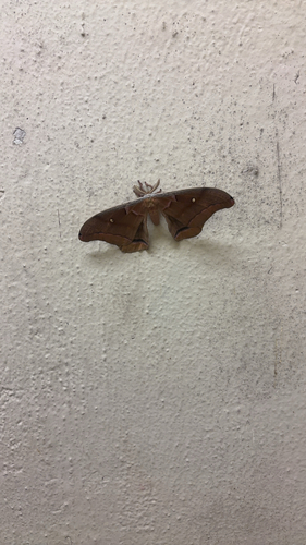 Polyphemus Moth