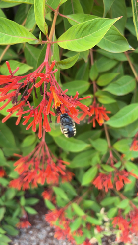 Horse-fly Carpenter Bee