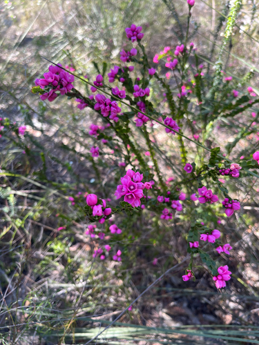 Boronia serrulata, photograph 3