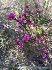 Boronia serrulata, photograph (c) neilfws, some rights reserved (CC BY)