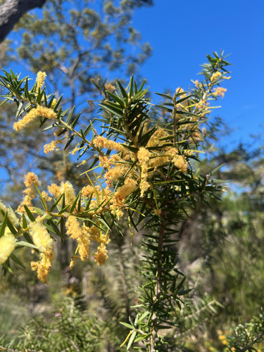 Acacia oxycedrus, photograph 2
