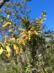 Acacia oxycedrus, photograph (c) neilfws, some rights reserved (CC BY)