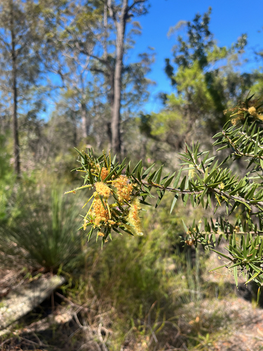 Acacia oxycedrus, photograph 4