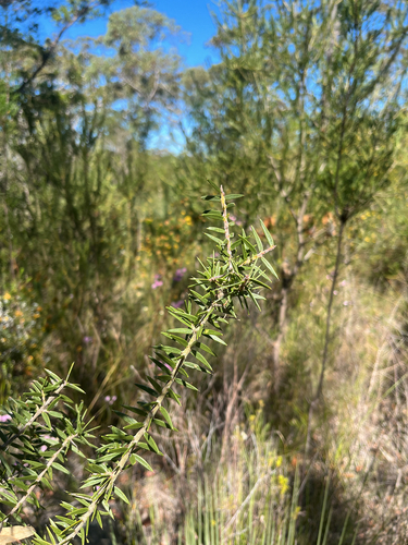 Acacia oxycedrus, photograph 3
