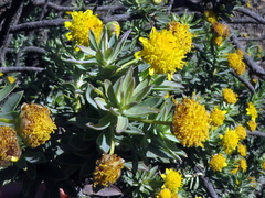 Euryops lateriflorus
