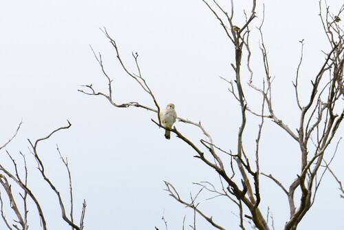 Nankeen Kestrel