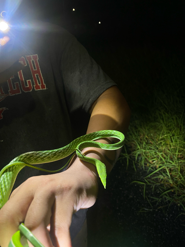 Indochinese Long-nosed Whipsnake