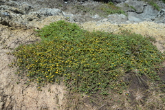 Acmispon heermannii orbicularis