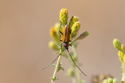 Red and Black Long-horned Beetle