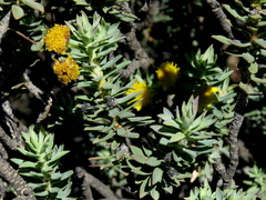 Euryops lateriflorus