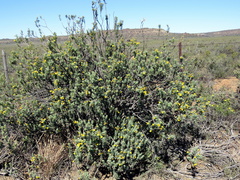Euryops lateriflorus
