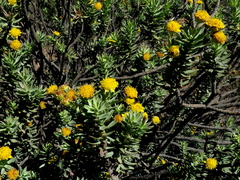 Euryops lateriflorus