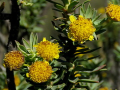 Euryops lateriflorus