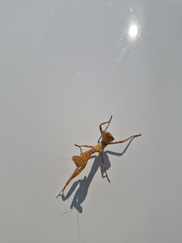 Brown Leaf Mantid