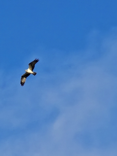 Osprey
