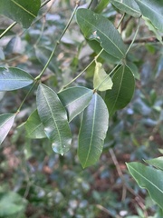 Secamone gerrardii