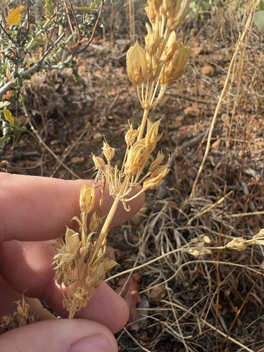 Frasera albicaulis observed 2026-09-05