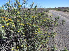 Euryops lateriflorus