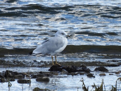Ring-billed Gull