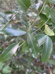 Secamone gerrardii