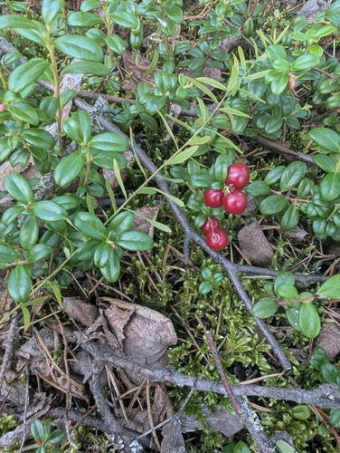 Lingonberry