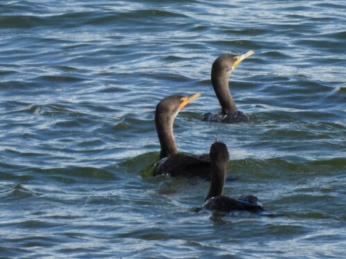 Double-crested Cormorant