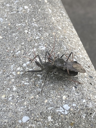 North American Wheel Bug