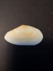 Eurytellina
