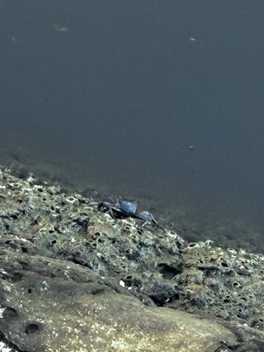Metopograpsus thukuhar observed 2026-09-05