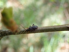Cortodera femorata
