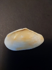 Eurytellina