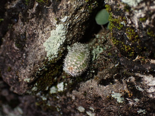 Chamaecereus silvestrii