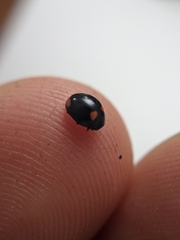 Brachiacantha quadripunctata