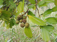 Calophyllum brasiliense