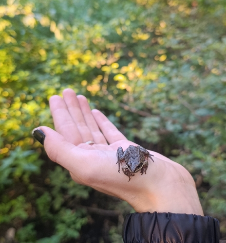 Moor Frog