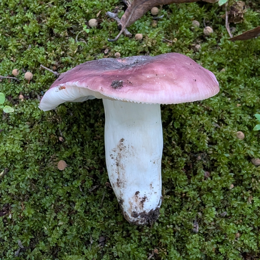 Purple Brittlegill · September 2026 · photo: Photo: no rights reserved · iNaturalist