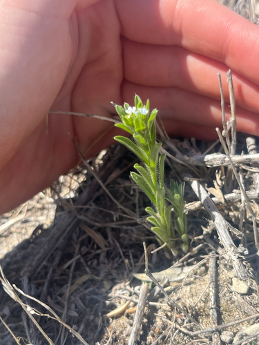 Flatspine Stickseed