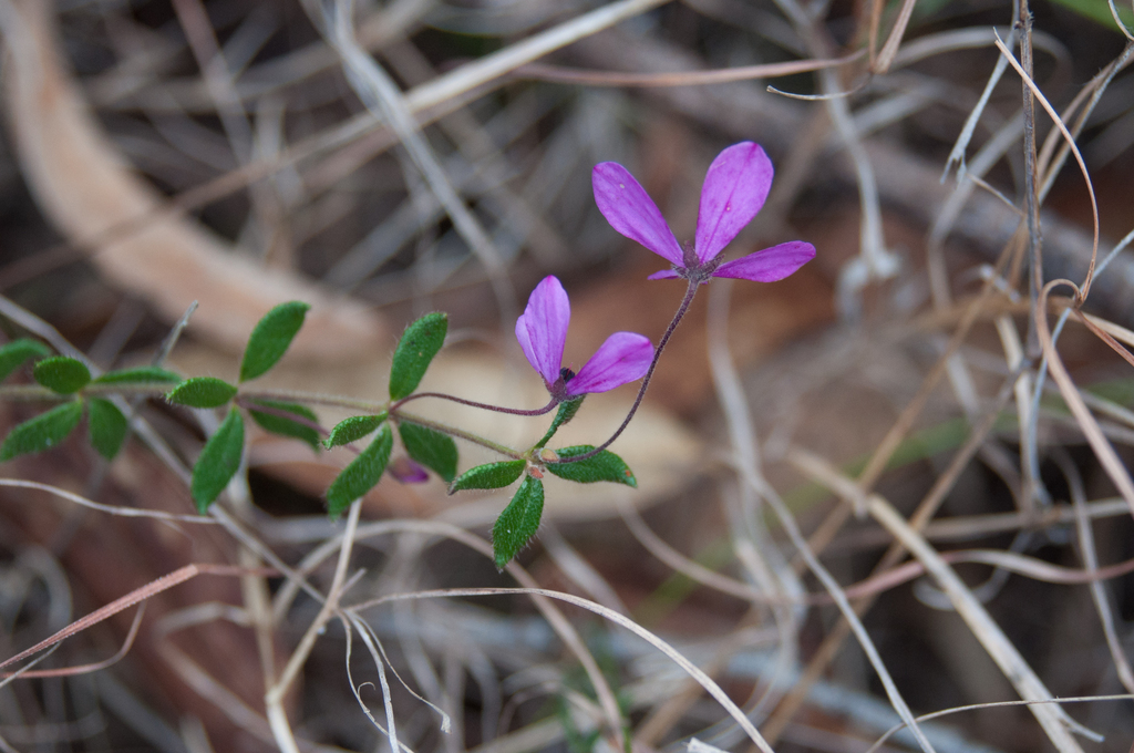 Tetratheca thymifolia; photograph (c) Bruce Cathie, some rights reserved (CC BY)