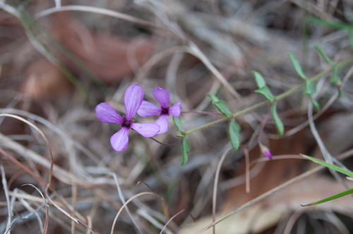 Tetratheca thymifolia, photograph 1