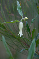 Billardiera scandens, photograph (c) Bruce Cathie, some rights reserved (CC BY)
