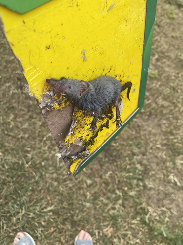 Asian House Shrew