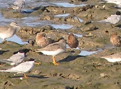 iNaturalist image