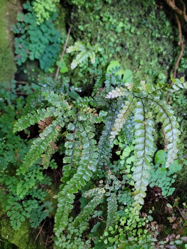 Adiantum hispidulum, 2026-09-05