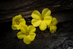 Reinwardtia indica