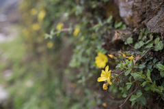 Reinwardtia indica, photograph (c) Bruce Cathie, some rights reserved (CC BY)