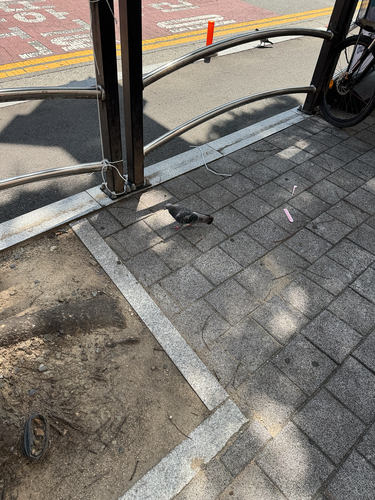 Feral Pigeon
