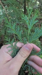 (c) Conquest, some rights reserved (CC BY) Chamaecyparis lawsoniana, photograph (c) Conquest, some rights reserved (CC BY)